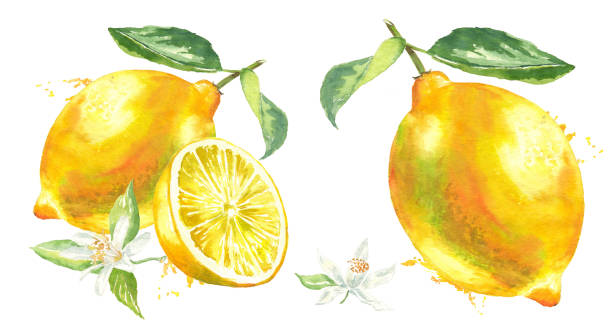 ilustraciones, imágenes clip art, dibujos animados e iconos de stock de amarillo limón con hoja de remolque, rodaja de limón, flores y pintura acuarela ilustración sobre un fondo blanco aislado - paint peel peeling white