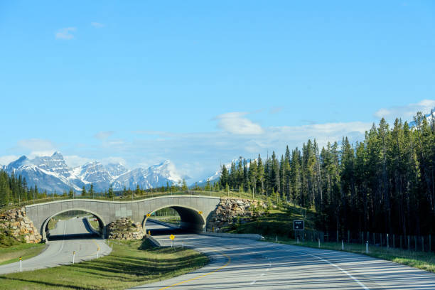 Animal crossing bridge on Trans Canada Highway- Banff National Park