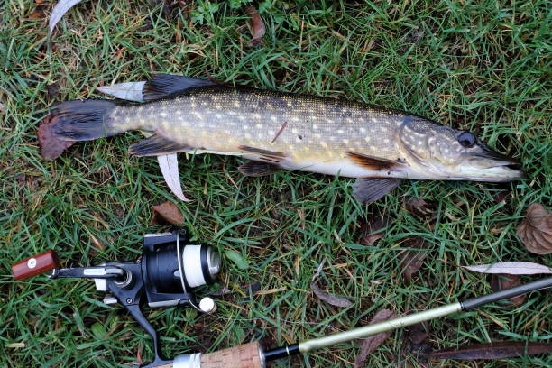istock Catching a pike with a spinning rod 1090032550