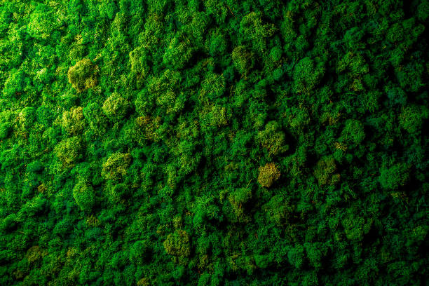 istock Green moss lichen background on the grungy cement wall texture 1090036768