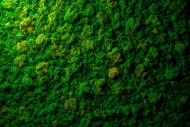 istock Green moss lichen background on the grungy cement wall texture 1090037478