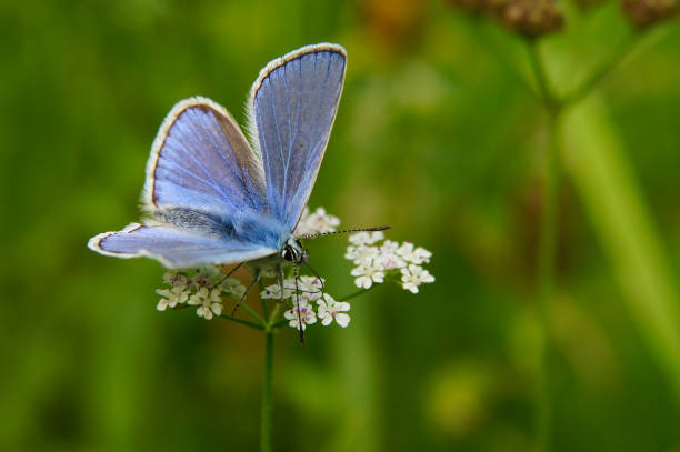 istock A beautiful butterfly on a green background. Common blue / Polyommatus icarus 1090039556