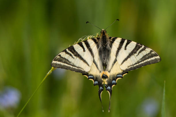 flambé / iphiclides podalirius - scarce swallowtail photos et images de collection