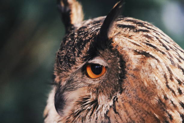 istock Close up owl portrait, wildlife image 1090041084