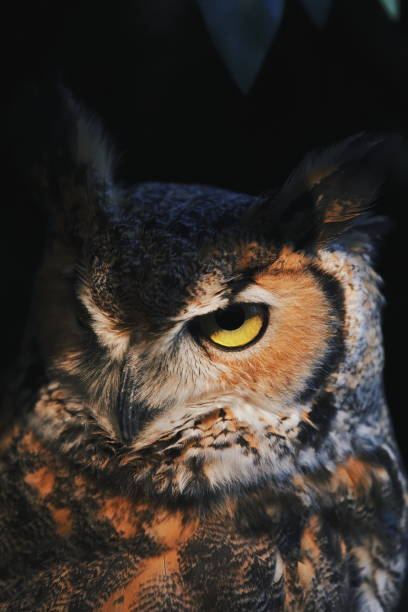 istock Close up owl portrait, wildlife image 1090041118