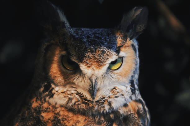 istock Close up owl portrait, wildlife image 1090041134