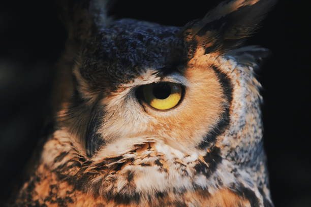 istock Close up owl portrait, wildlife image 1090041136