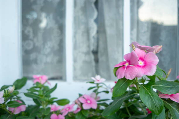 istock Colorful flowers 1090041626