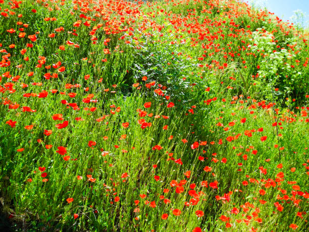 istock Red poppy flowers in Segovia, Spain. 1090043948