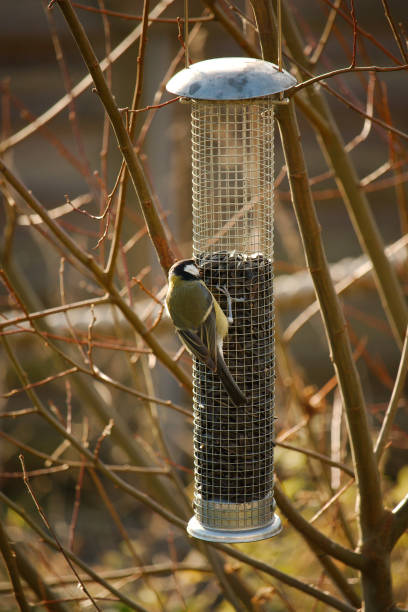 istock A Great tit on and feeding from a bird feeder 1090051132