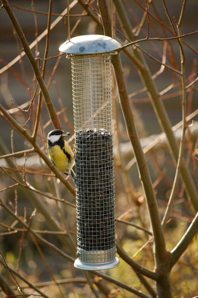 istock A Great tit on and feeding from a bird feeder 1090051206