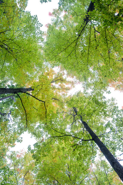istock Bottom view of maple tree tops in early autumn in Canada 1090051626