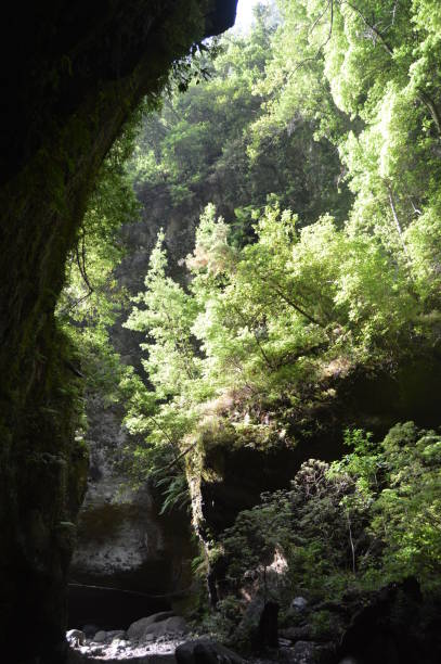 se promener dans l’intérieur d’une grotte dans le bois de los tilos, sur l’île de la palma. voyages, nature, vacances, géologie. - cave fern flowing forest photos et images de collection