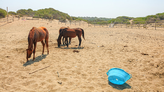 Horses at provisional, unkept yard near beach on a hot day, broken blue plastic basin in foreground.