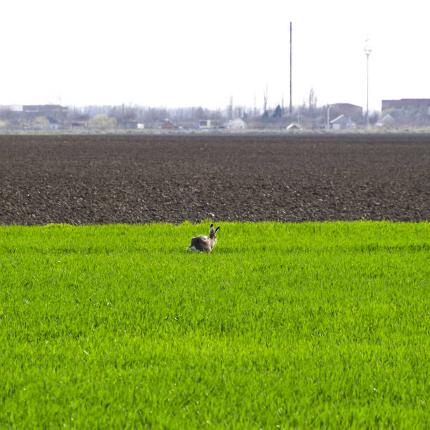 istock hare running across the field is a hare. A frightened hare 1090056118