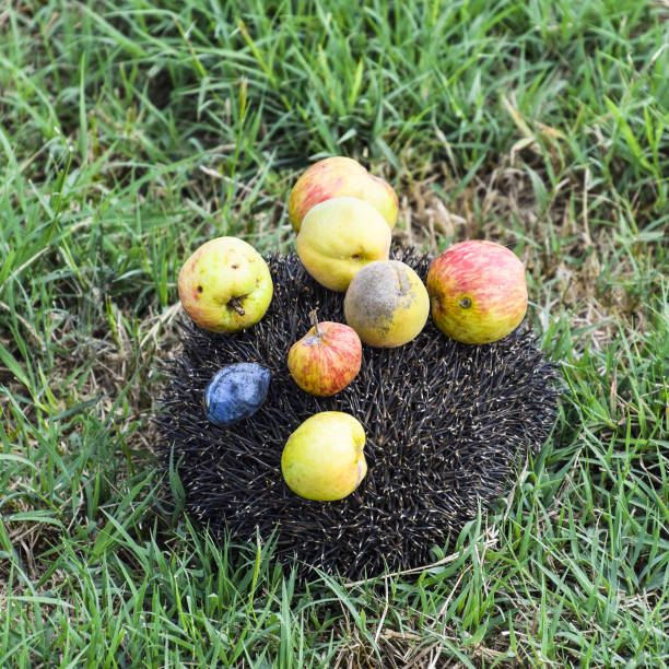 The Hedgehog is sitting in apples. Wild animal and red fruits. Pet and food. High quality photo