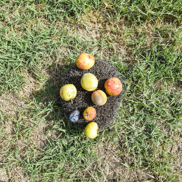 Hedgehog on a green grass. Hedgehog needles pinned on apples, peaches and plums. Hedgehog curled up into a ball.