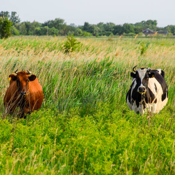 istock Cows in the pasture. Two cows. 1090056262