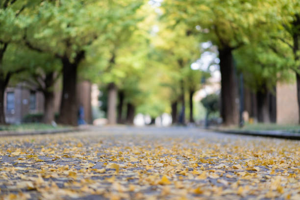 istock Ginkgo yellow leaves 1090057098