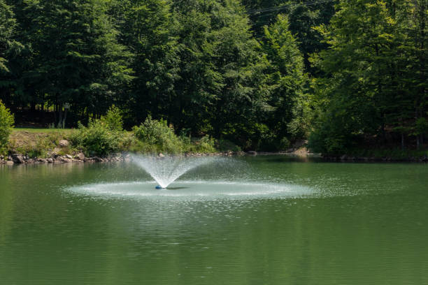 Artificial lake and fountain near forest