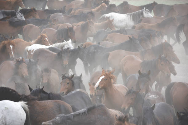 istock running horses in the wild nature 1090062004