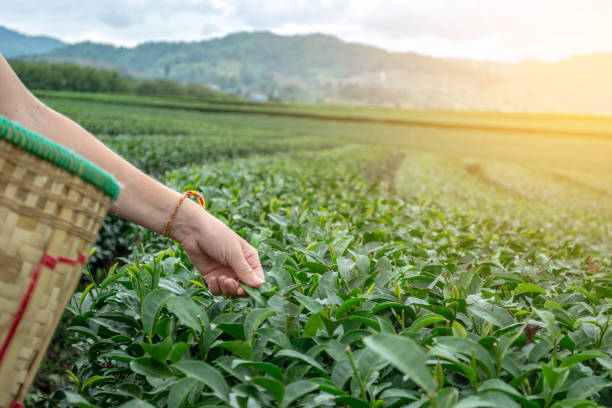 istock Woman picking fresh oolong tea on plantation 1090062244