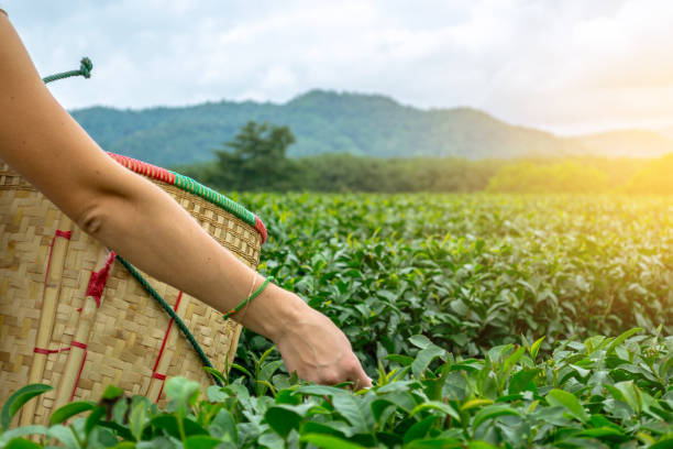 Woman picking fresh oolong tea on the plantation European young woman picking fresh oolong tea leaves in harvest basket by hand in focus on the hills background in the sunny morning oolong tea stock pictures, royalty-free photos & images