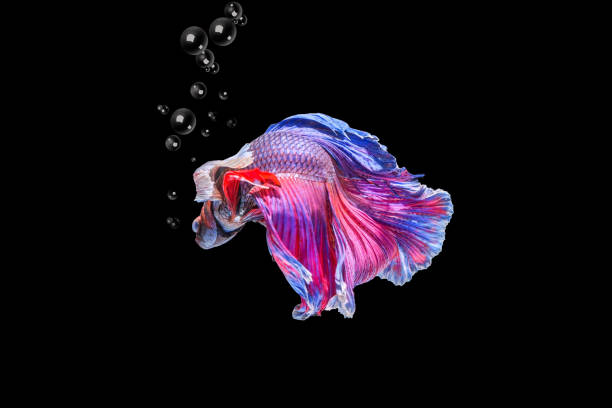 Siamese fighting fish isolated on black background Siamese fighting fish isolated on black background white halfmoon betta splendens fish stock pictures, royalty-free photos & images