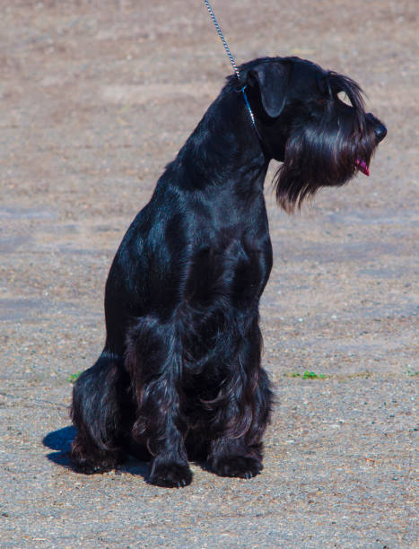 cane giant schnauzer allo spettacolo - giant schnauzer foto e immagini stock