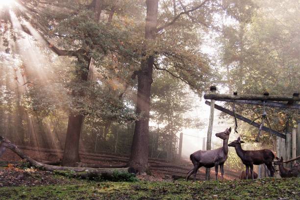 istock Visit to the deer park 1090069314