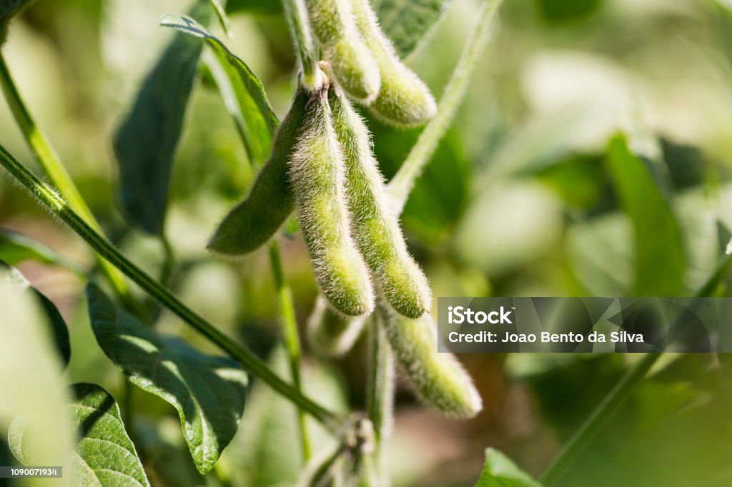 Soybean in the pod Soybeans in the pod - Brazil Soybean Stock Photo