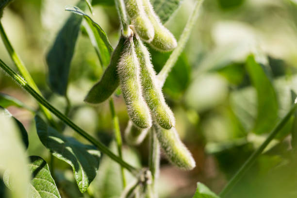 Soybean in the pod Soybeans in the pod - Brazil pod stock pictures, royalty-free photos & images