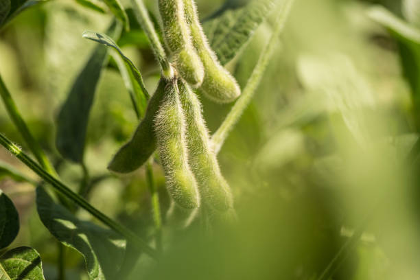 soybeans in the pod - pod imagens e fotografias de stock