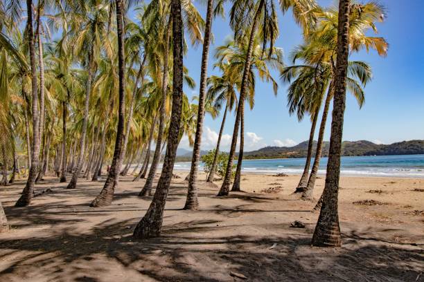 istock Carrillo Beach, Costa Rica 1090074202