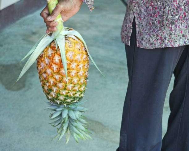 istock Woman holding  pineapple 1090075756