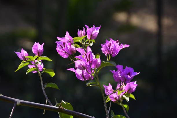 istock Purple flower with green leaves 1090076614