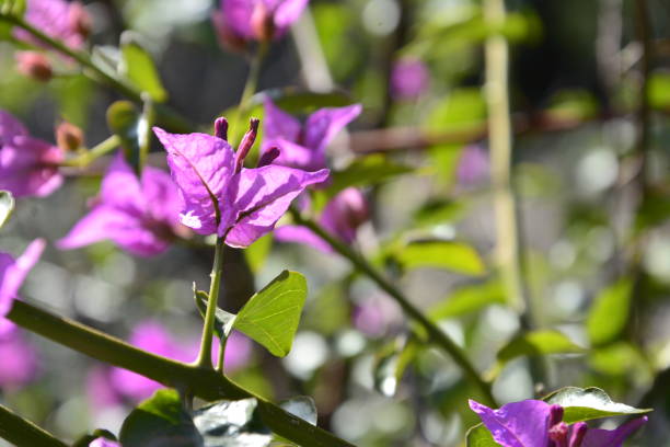 istock Purple flower with green leaves 1090076866