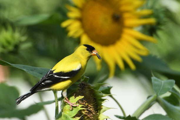 Goldfinch 1 A goldfinch on a sunflower head gold finch photos stock pictures, royalty-free photos & images