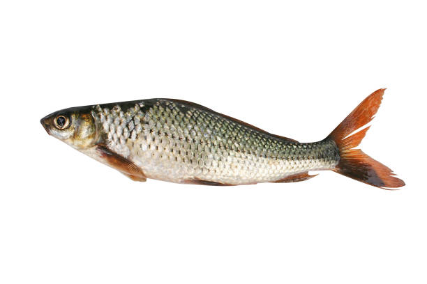 istock Siamese mud carp,small freshwater,asia 1090078386