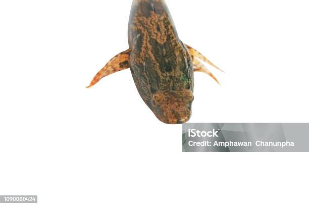 Old Frog Fishing Lure Stock Photo - Download Image Now - Amphibian, Animal,  Color Image - iStock