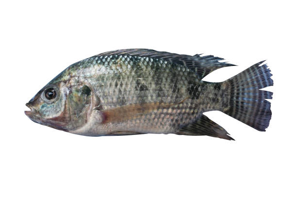 istock Nile tilapia , freshwater fish,asia 1090080452