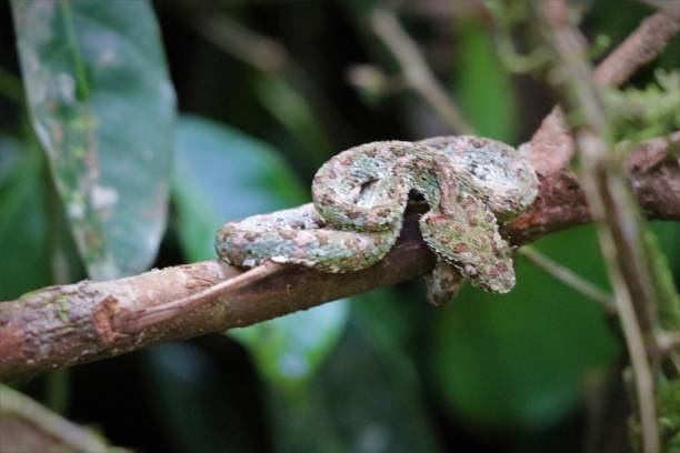 istock Eyelash Viper in Costa Rica 1090080568