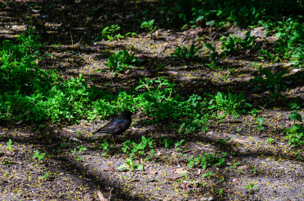 sollamento comune in cerca di cibo su un terreno - flock of birds bird common blackbird herd foto e immagini stock