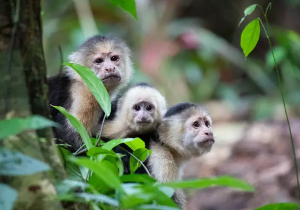 White-Faced Capuchin Monkey Family, Cebus capucinus, Tortuguero National Park, Costa Rica