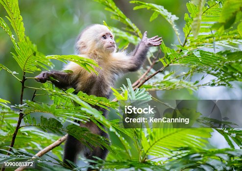 istock White-Faced Capuchin Monkey baby in treetops  at Tortuguero National Park, Costa Rica 1090081372