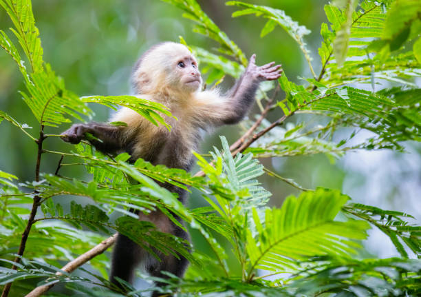White-Faced Capuchin Monkey baby in treetops  at Tortuguero National Park, Costa Rica White-Faced Capuchin Monkey (Cebus capucinus), Tortuguero National Park, Costa Rica capuchin monkey stock pictures, royalty-free photos & images