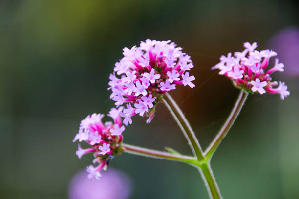 istock Verbena officinalis in the garden. 1090083162