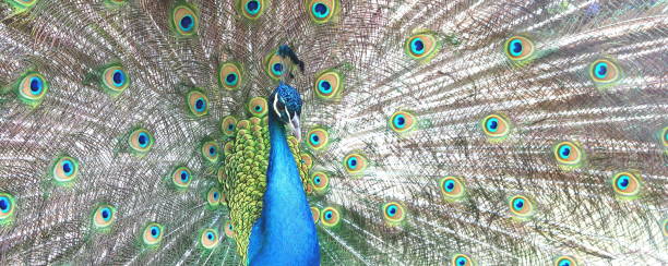 istock beautiful indian peacock with peacock feathers 1090088374