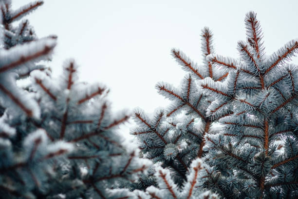 istock Windet cold snow frost background fir tree close up 1090088934