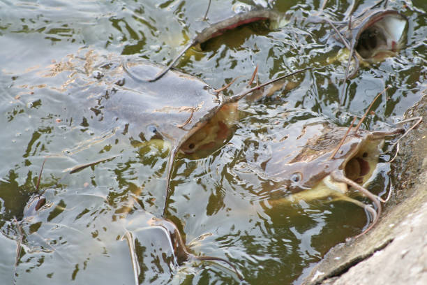 gigantyczny sum głodujący w wodzie - fish farm fish circle swimming zdjęcia i obrazy z banku zdjęć